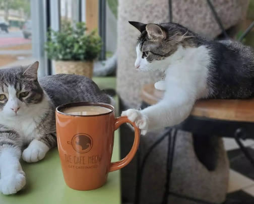 Minnesota Shop Cats 🐱 cover photo collage