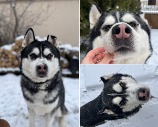 Husky guide🐾 cover photo collage