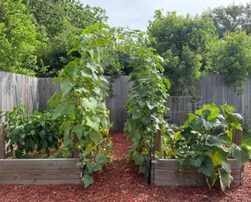 Your Gardening Starter Kit cover photo collage