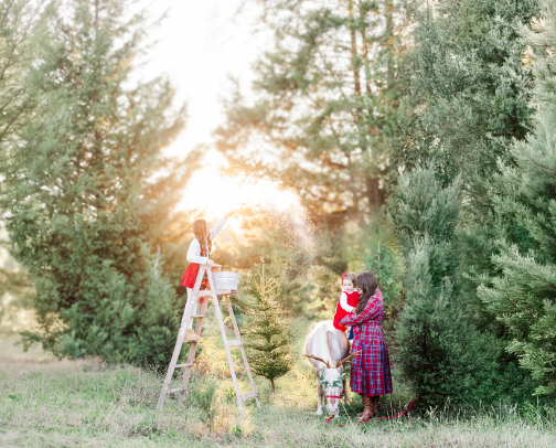 Christmas Sessions | Classic Color Styling 🦌🎄🎅🏻 cover photo collage
