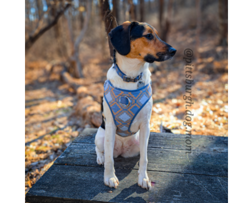 Camping With Dogs cover photo collage