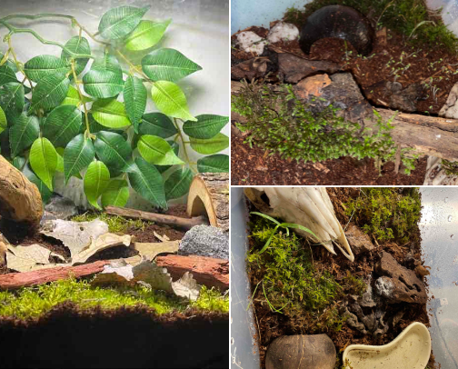 Home Sweet Toad: Enclosure Must-Haves 𓆏 cover photo collage