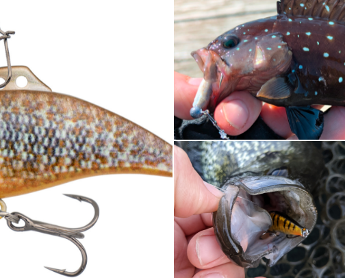 Ultralight and BFS Fishing cover photo collage