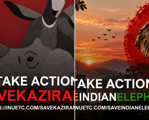 Take Action to Protect Wildlife, Land and People cover photo collage