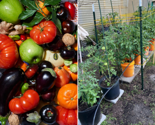 Tomatoes, Tools, & Truth: What I Really Use in My Garden cover photo collage