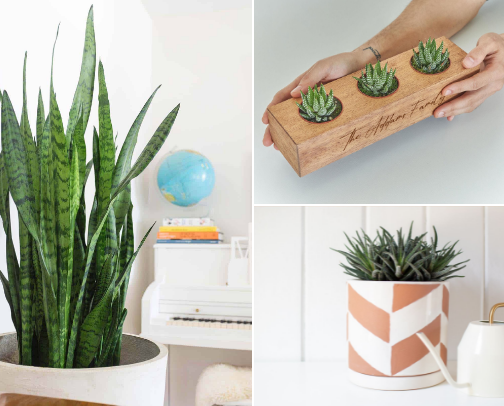 plants for black thumb gardeners like me! 🙃 cover photo collage