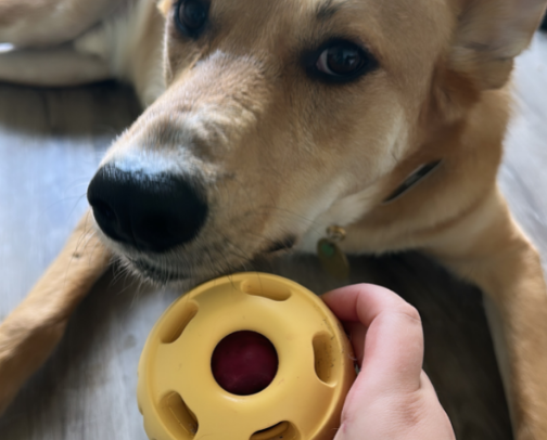 Keep Your Dog Busy & Happy 🐶 cover photo collage