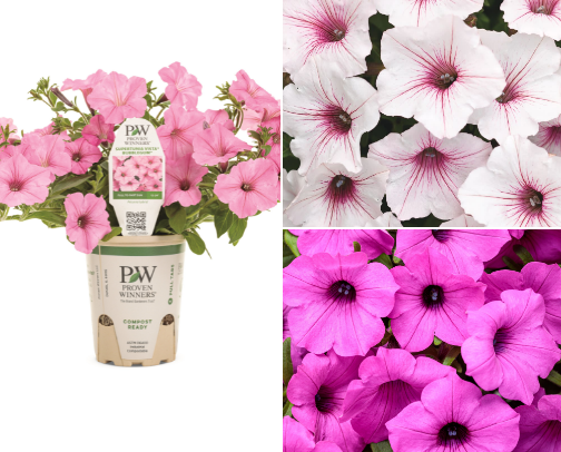 Too Many Petunias (Not Sorry) cover photo collage