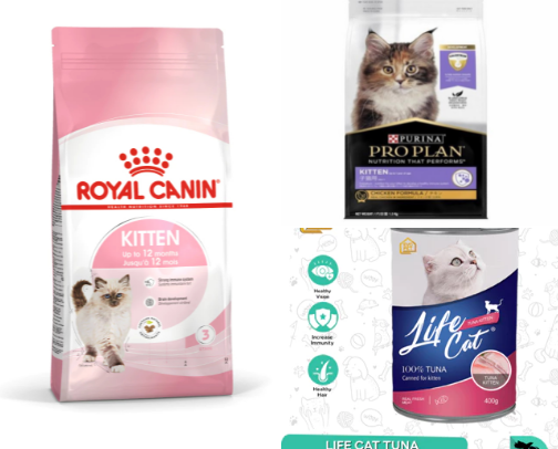 kitten food cover photo collage