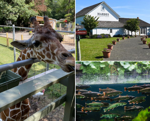 Little Adventures & Local Gems cover photo collage
