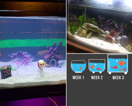 Tankfully I Found It. cover photo collage