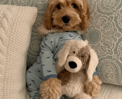 • dog's favorites♡ cover photo collage