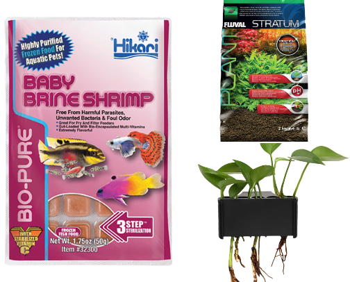 Keeping my fish happy: My go-to for putting together a freshwater aquarium cover photo collage