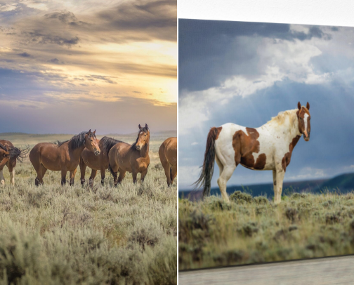 Where to See Wild Horses in the US cover photo collage