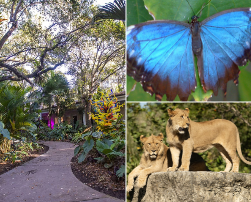 Things to do for Nature Lovers in South Florida cover photo collage