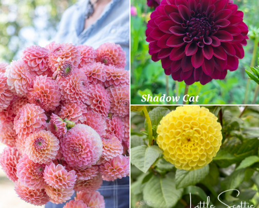 Dahlias cover photo collage