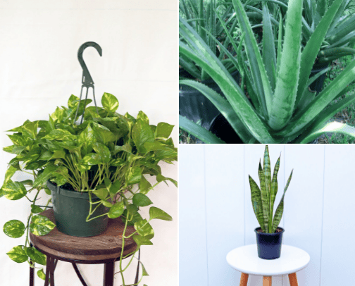 Plants cover photo collage