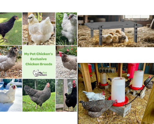 🐣 Fluffy Friends & Chicken Gear : Must-Haves for the Coop cover photo collage