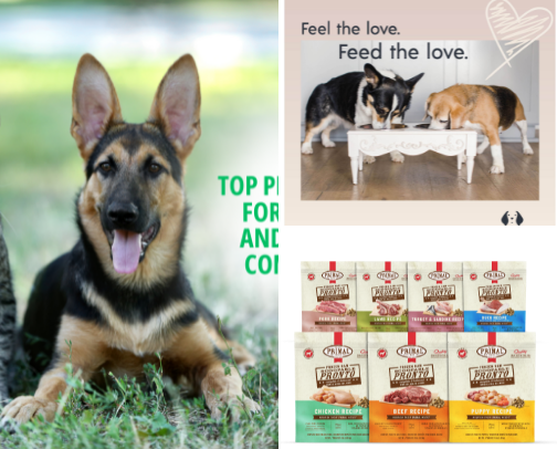 My recs for Your lovely Pets🐶🐱🥰 cover photo collage