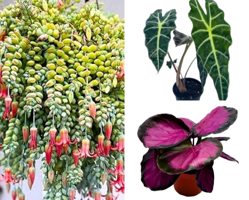Botanical Oddities cover photo collage