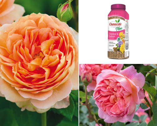 Create a beautiful flower garden 🪏 👒 cover photo collage