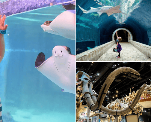 DFW TO DO (: cover photo collage