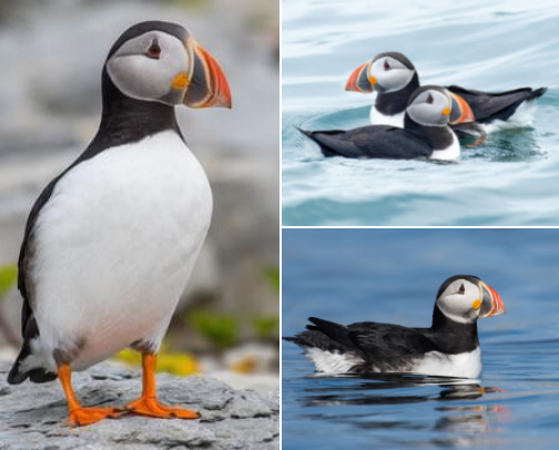 Puffin Paradise: Finds for Fans of These Feathered Friends cover photo collage
