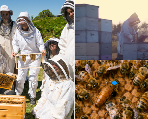 Beekeeper's most needed items. cover photo collage