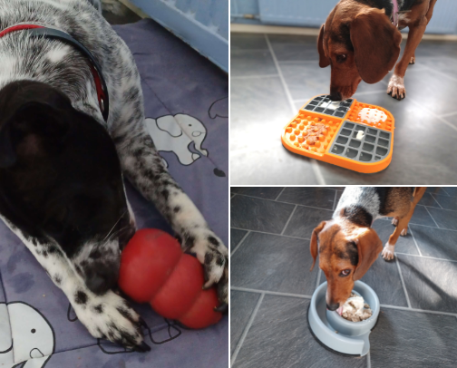 5 things your dog secretly wants you to buy cover photo collage