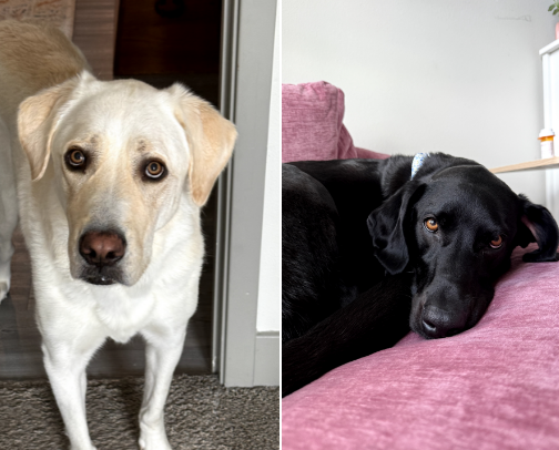 Dog products that I love for my fur babies! cover photo collage