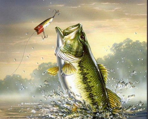 Bass Fishing Starter Kit cover photo collage