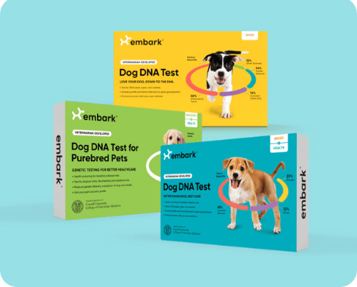 Items for your furry friends cover photo collage