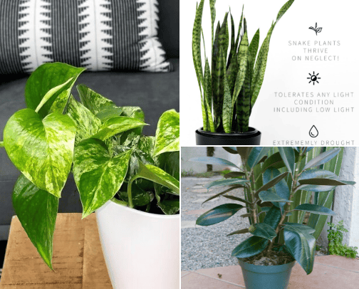 beginner plants 🪴 cover photo collage