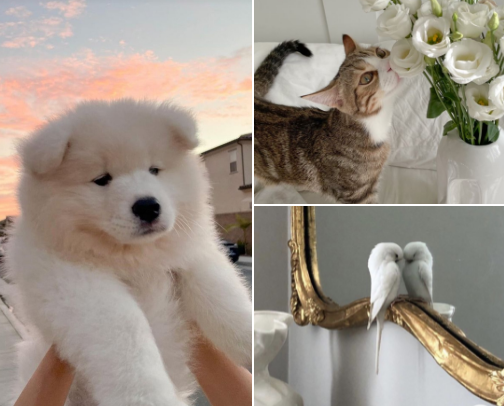 Must-haves for your pet! cover photo collage