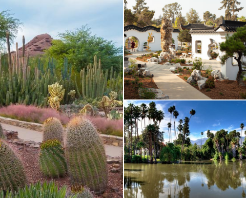 Thorns and Blooms: Discovering Cacti, Succulents, and Nature's Splendor! cover photo collage