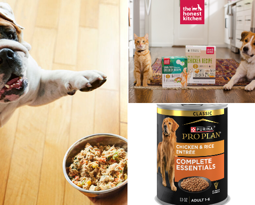 veterinary approved essentials for new dog owners! cover photo collage