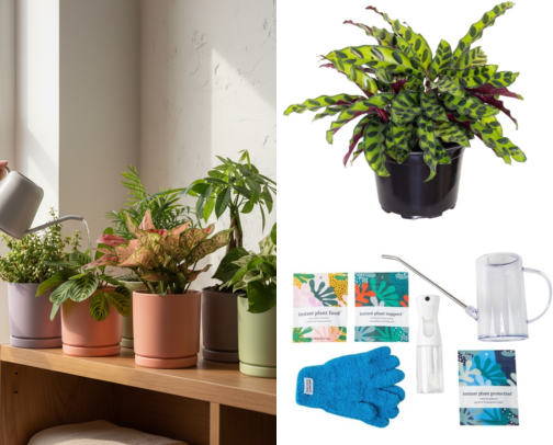 Plants are my happy place 🪴 cover photo collage