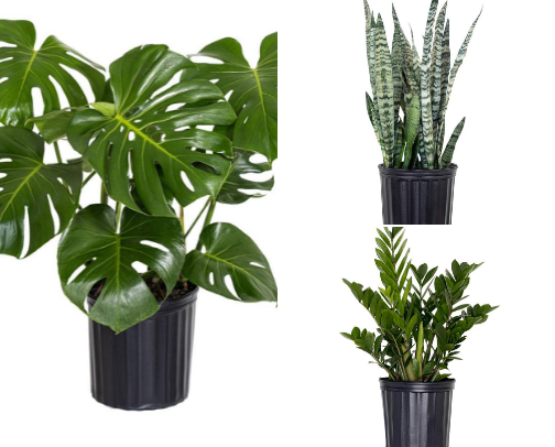 Plants are my happy place 🪴 cover photo collage