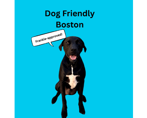 Dog Friendly Things to Do in Greater Boston (Frankie Approved) cover photo collage