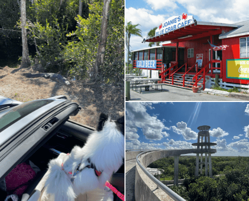 Everglades 🐊 cover photo collage