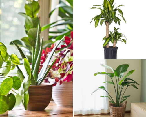 Plants 🪴 for oxygen and for life! 🌺🌻🍀🥀🌼🍃🌱🌵🌳🍁🍄🎍🪷🪴🎋 cover photo collage