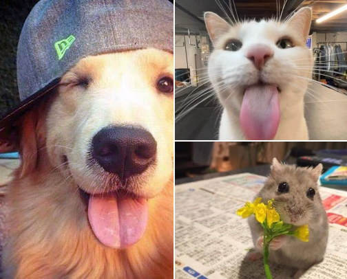 Pets must haves🐶🐱🐰🐹 cover photo collage