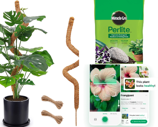 For all my plant babies 🌿🌱🪴 cover photo collage