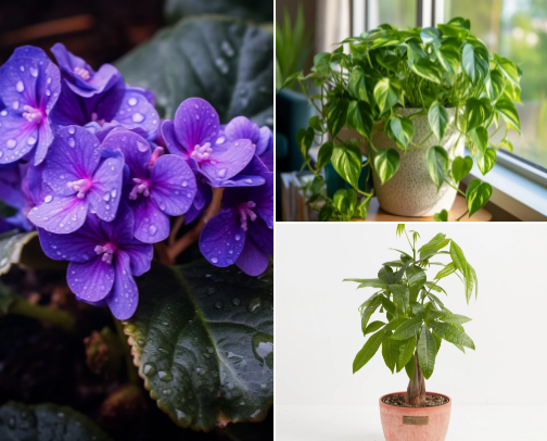 Just a plant mom sharing the type of plants she has in her home🤍 cover photo collage