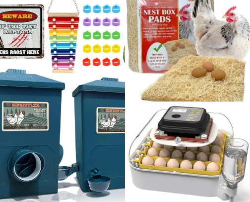 Chickens cover photo collage