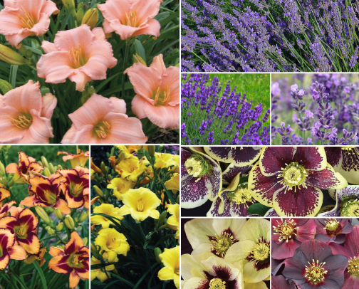 Deer Resistant Plants for the PNW cover photo collage