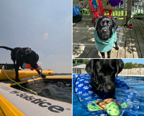 water dog must-haves! cover photo collage