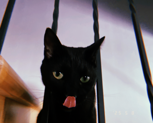 my healthy cats favs cover photo collage