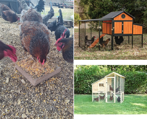 Chicken Related Items cover photo collage