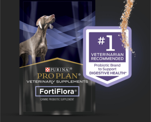 Dog owner must-haves cover photo collage